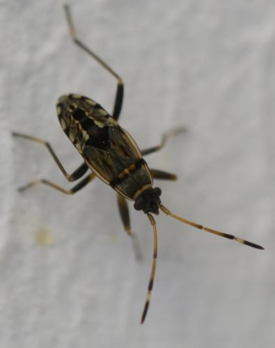 Beosus maritimus